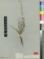Type of Trachyandra humilis Kunth [family ASPHODELACEAE]