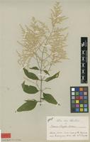 Type of Iresine pringlei S.Watson [family AMARANTHACEAE]