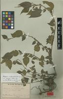 Type of Acalypha amblyodonta (Müll.Arg.) Müll.Arg. var. hispida Müll.Arg. [family EUPHORBIACEAE]
