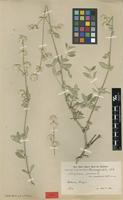 Type of Gomphrena perennis L. var. saxatilis R.E.Fr. [family AMARANTHACEAE]