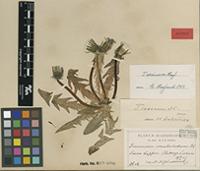 Isotype of Taraxacum oreinum G.E.Haglund [family ASTERACEAE]