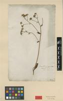 Type of Aster scaber Thunb. [family ASTERACEAE]