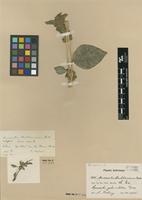 Type of Amaranthus buchtienianus Thell. [family AMARANTHACEAE]