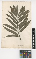 Filed as Quercus phellos L. [family FAGACEAE]