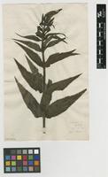 Filed as Veronica longifolia L. [family PLANTAGINACEAE]