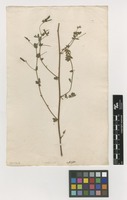 Filed as Lotus cytisoides L. [family FABACEAE]
