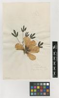Filed as Hibiscus cannabinus L. [family MALVACEAE]