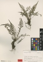 Isotype of Thelypteris fluminalis A.R.Sm. [family THELYPTERIDACEAE]