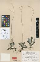 Type of Ciceronia chaptalioides Urb. [family ASTERACEAE]