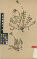 Isolectotype of Taraxacum tortilobum Florstr. [family ASTERACEAE]
