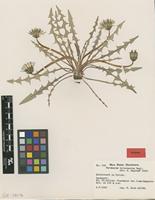 Isotype of Taraxacum heleonastes G.E.Haglund [family ASTERACEAE]