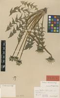 Holotype of Taraxacum interveniens G.E.Haglund [family ASTERACEAE]