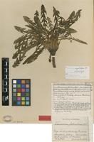 Isolectotype of Taraxacum johnstonii Dahlst. [family ASTERACEAE]