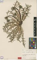 Holotype of Taraxacum lacerifolium G.E.Haglund [family ASTERACEAE]