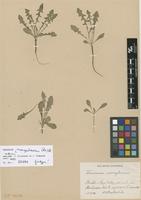 Syntype of Taraxacum rubicundum Dahlst. subsp. monspeliense Dahlst. [family ASTERACEAE]
