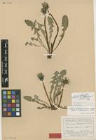 Isolectotype of Taraxacum oblongatum Dahlst. [family ASTERACEAE]