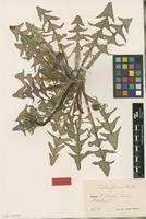 Isolectotype of Taraxacum obtusifrons Markl. [family ASTERACEAE]