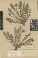 Isolectotype of Taraxacum oinopolepis Dahlst. [family ASTERACEAE]