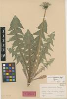Type of Taraxacum omissum G.E.Haglund [family ASTERACEAE]