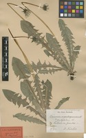 Lectotype of Taraxacum pachylobum Dahlst. [family ASTERACEAE]