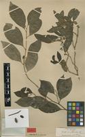 Type of Gomphandra coriacea Wight [family STEMONURACEAE]