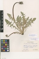 Isotype of Taraxacum rhacodes Rail. [family ASTERACEAE]