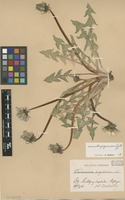 Lectotype of Taraxacum sagittatum Dahlst. [family ASTERACEAE]