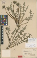 Isolectotype of Taraxacum stenoglossum Dahlst. [family ASTERACEAE]