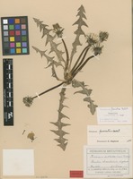 Paratype of Taraxacum sublatissimum Dahlst. [family ASTERACEAE]
