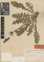 Holotype of Taraxacum surrigens Dahlst. & Ohlsén [family ASTERACEAE]