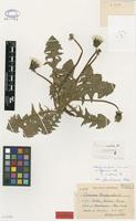 Isolectotype of Taraxacum tanylepioides Dahlst. [family ASTERACEAE]