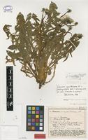 Isolectotype of Taraxacum unguilobiforme Dahlst. [family ASTERACEAE]