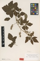 Isotype of Serjania columbiana Radlk. [family SAPINDACEAE]