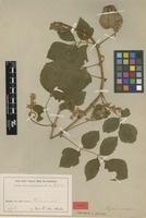 Type of Serjania setigera Radlk. [family SAPINDACEAE]