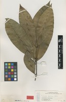 Isotype of Mammea usambarensis Verdc. [family CALOPHYLLACEAE]