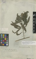 Filed as Lepidaploa glabra (Willd.) H.Rob. [family ASTERACEAE]
