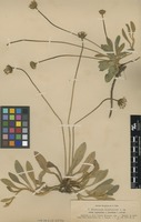 Syntype of Hieracium hypeuryum Peter f. calvum Nägeli & Peter [family ASTERACEAE]