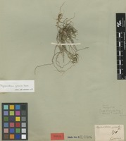 Syntype of Mystacidium gracile Harv. [family ORCHIDACEAE]