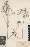 Syntype of Hieracium magyaricum Nägeli & Peter subsp. sedutrix Rehmann [family ASTERACEAE]