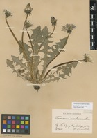 Syntype of Taraxacum croceiflorum Dahlst. [family ASTERACEAE]