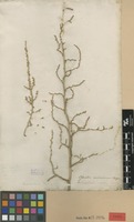 Type of Salsola monandra Pall. [family CHENOPODIACEAE]
