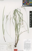 Isotype of Carex cyrtostachya Janeway & Zika [family CYPERACEAE]