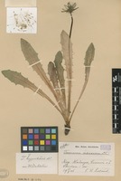 Syntype of Taraxacum hypochaeris Dahlst. [family ASTERACEAE]