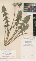 Isotype of Taraxacum inane A.J.Richards [family ASTERACEAE]