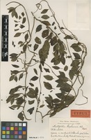 Isotype of Mattfeldia triplinervis Urb. [family ASTERACEAE]