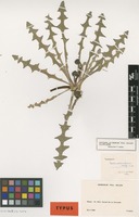 Type of Taraxacum laeticolorifrons G.E.Haglund ex Soest [family ASTERACEAE]