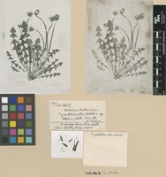 Type of Taraxacum pseudohamatum Dahlst. [family ASTERACEAE]