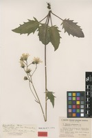 Lectotype of Hieracium caesiomurorum Lindeb. f. umbraticum Johanss. [family ASTERACEAE]