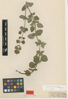 Type of Origanum siculum Nyman [family LAMIACEAE]