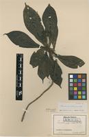 Type of Pavetta microthamnus K.Schum. [family RUBIACEAE]
